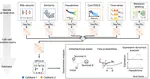 CellRank 2 gets published in Nature Methods and wins the Helmholtz Software Award