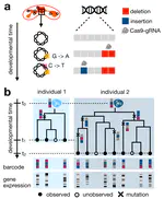 Mapping lineage-traced single-cells across time-points